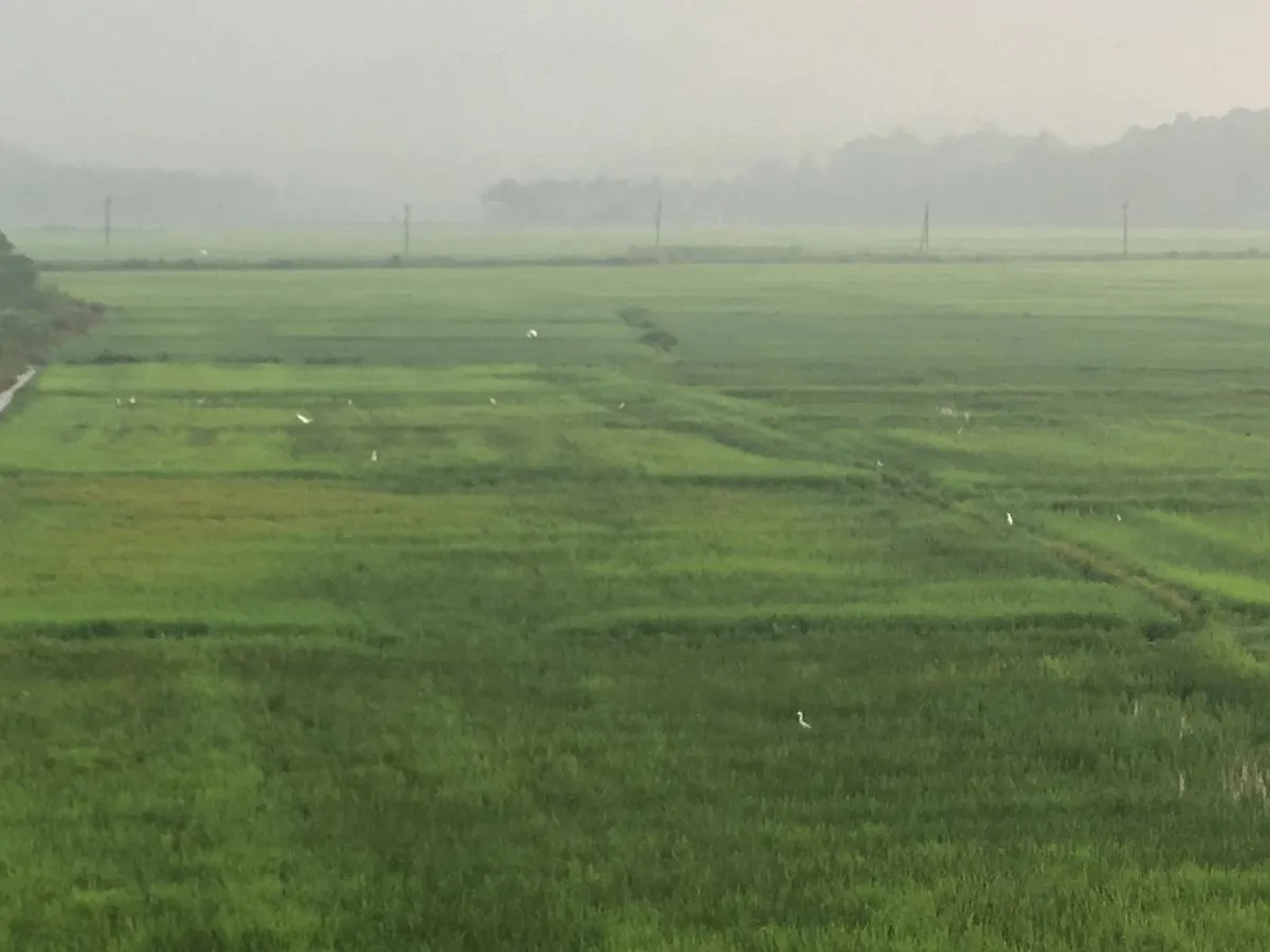 Paddyfield Inn Mananthavady